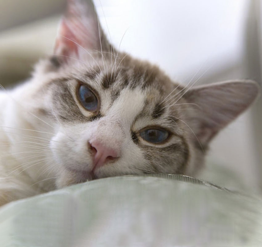 Boarding Vet in Knightstown Buck Creek Veterinary Clinic